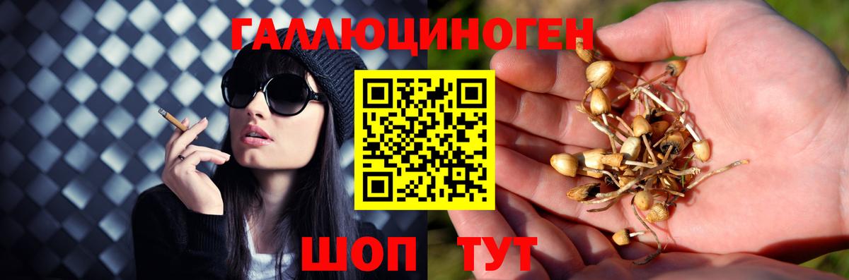 Псилоцибиновые грибы прущие грибы  Вход с VPN  Лесозаводск 